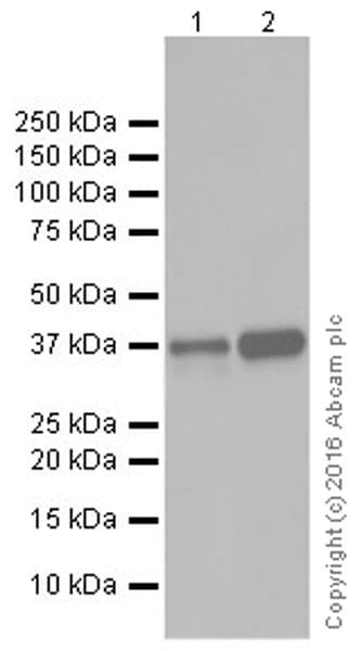 Anti-HuD + HuC antibody [EPR19098](AB184267)