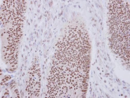 Xab2 Antibody N Terminal Ab228006  Immunohistochemistry Formalin Pfa Fixed Paraffin Embedded Sections Img130954