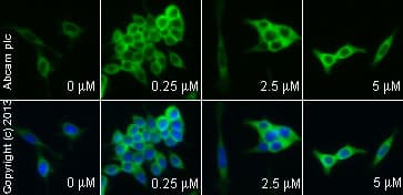 Anti-beta Catenin antibody [E247] - ChIP Grade(AB32572)