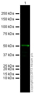 Anti-alpha Tubulin antibody - Microtubule Marker(AB18251)