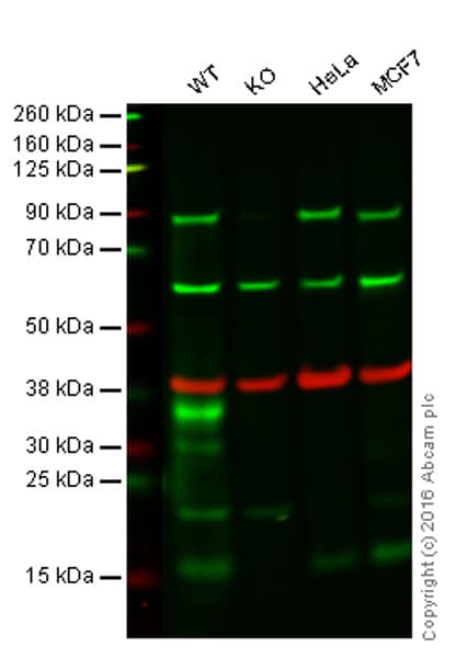 Sumo 1 Antibody Ep298 Bsa And Azide Free Ab248491  Western Blot Img1770