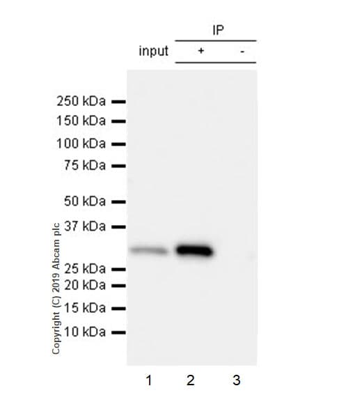 Rpa32 Rpa2 Antibody Epr22950 81 Ab240637  Immunoprecipitation Img145166