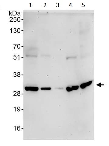 Anti-VAPB antibody(ab241298)