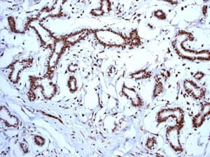 Anti-FEN1 antibody [EPR4459(2)](AB133311)