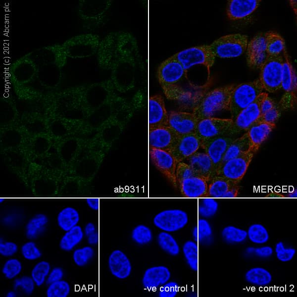 Myelin Plp Antibody Plpc 1 Ab9311  Immunocytochemistry Immunofluorescence Img168156