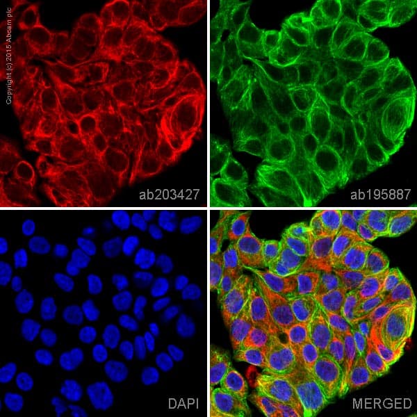Alexa Fluor 594 Cytokeratin 7 Antibody Epr1619y Cytoskeleton Marker Ab203427  Immunocytochemistry Immunofluorescence Img77475