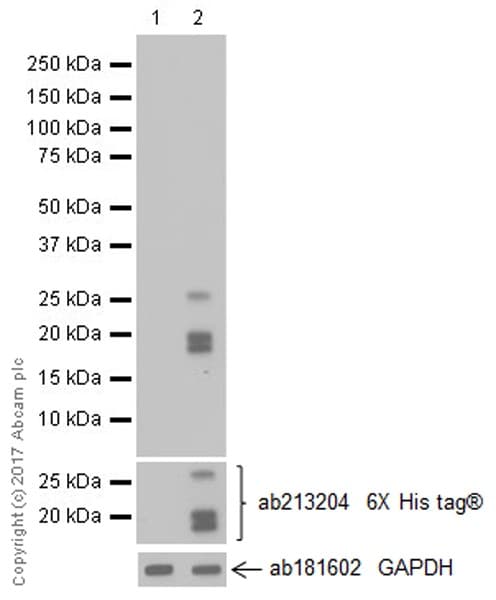Anti-Vasopressin antibody [EPR20602](AB213708)