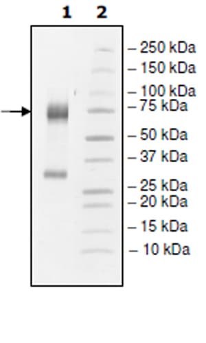 Ab271726  Sds Page Img34609