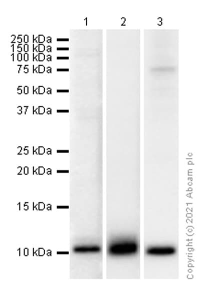 Anti-BANF1/BAF antibody [EPR7669] - BSA and Azide free(AB248281)