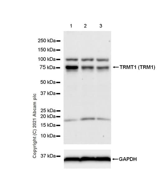 Anti-TRM1 antibody [EPR25054-72](AB283652)