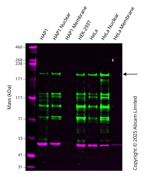 Anti-pan Brd4 antibody [EPR25424-71](AB314432)