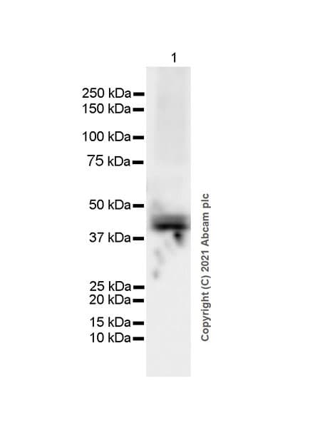 Anti-GNAS antibody [EPR24177-24] - BSA and Azide free(AB283287)