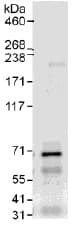 Ddx55 Antibody Ab109591  Immunoprecipitation Img87844