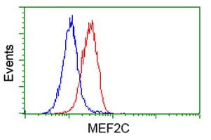 Anti-MEF2C antibody [OTI4B10](AB118406)
