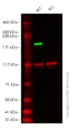 Anti-BRG1 antibody [EPNCIR111A](AB110641)