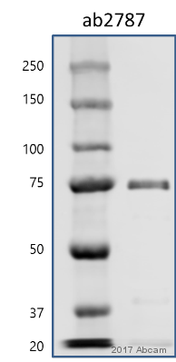 Anti-Hsp70 antibody [5A5](AB2787)