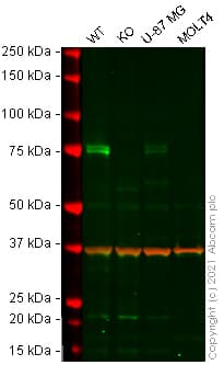 Anti-COX2 / Cyclooxygenase 2 antibody [EPR12012](AB179800)