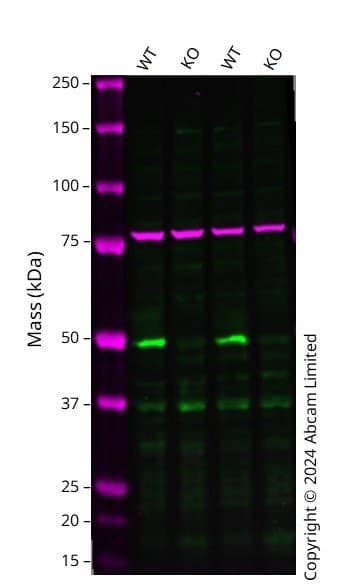 Anti-Calnexin antibody [CANX/1543](AB238078)