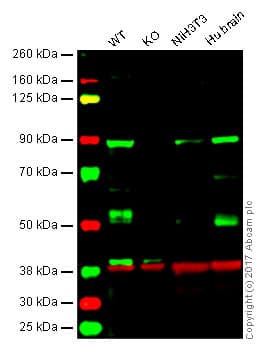 Anti-DCAMKL1 antibody(AB31704)