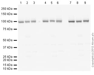 Anti-alpha 1 Sodium Potassium ATPase antibody [464.6](AB7671)