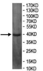Neuro D4 Antibody C Terminal Ab199299  Western Blot Img109544