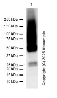 Anti-Glucose Transporter GLUT1 antibody [EPR3915] - BSA and Azide free(AB252403)