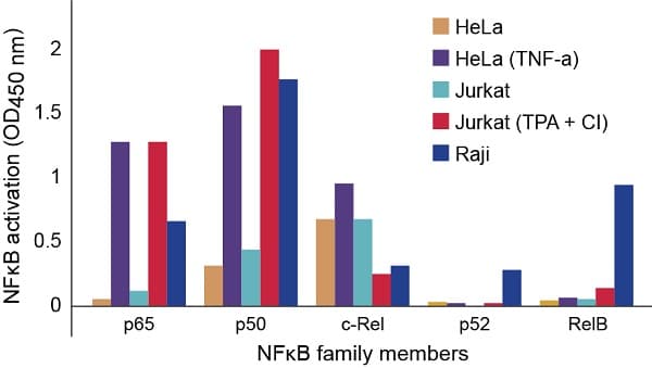 HeLa nuclear extract lysate (TNF alpha stimulated)(AB14652)
