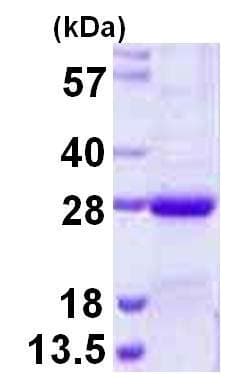 Ab124599  Sds Page Img22442