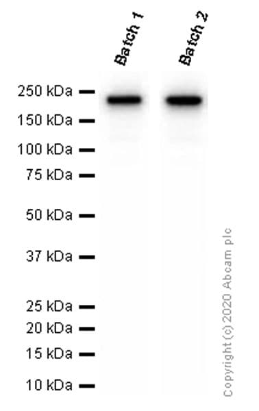 Anti-CD163 antibody [EPR19518] - BSA and Azide free(AB213612)