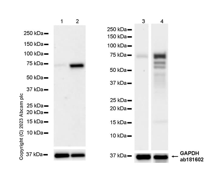 Anti-MTF2 antibody [EPR27196-167] - BSA and Azide free(AB314754)