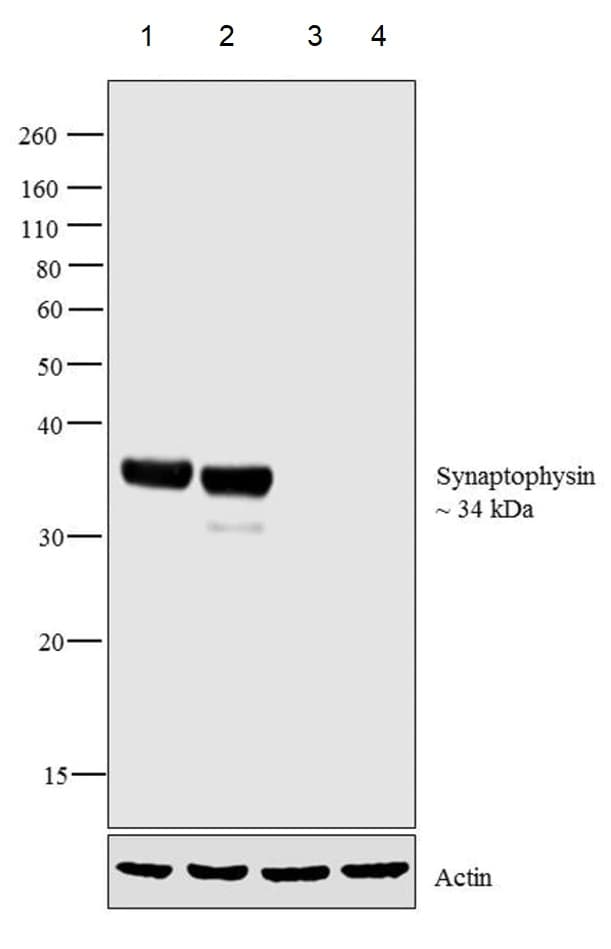 Synaptophysin Antibody Synaptic Marker Ab32594  Western Blot Img185926