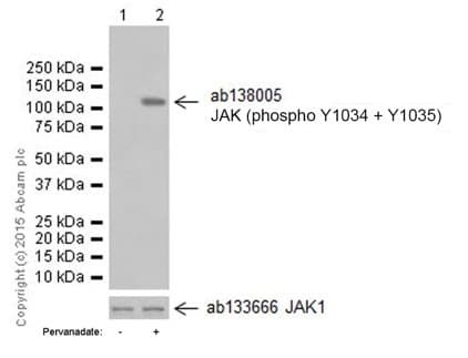 Jak1 Phospho Y1034 Y1035 Antibody Epr18992 Ab138005  Western Blot Img410042