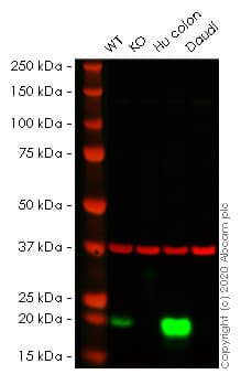 Human MYL9 knockout HeLa cell line(AB266036)