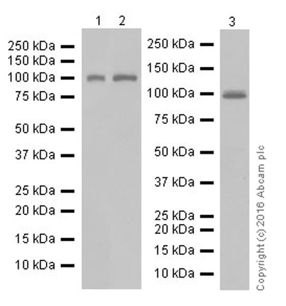 Uhrf1 Antibody Epr18803 11 Ab213223  Western Blot Img109946