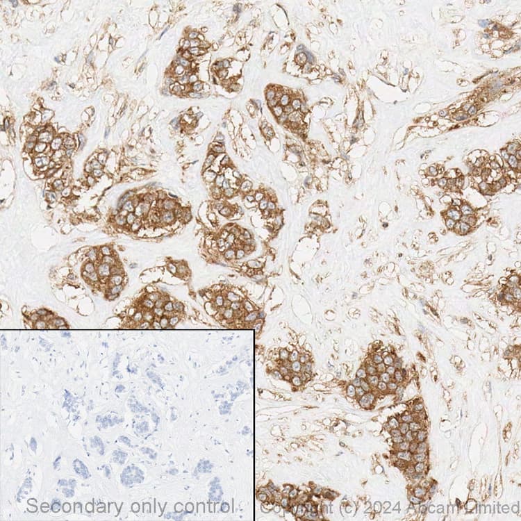 Anti-NF-kB p65 antibody(AB16502)