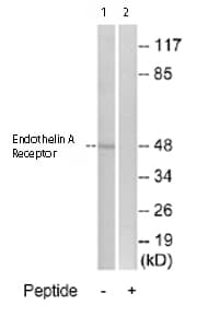 Endothelin A Receptor Et A Antibody Ab76259  Western Blot Img10488
