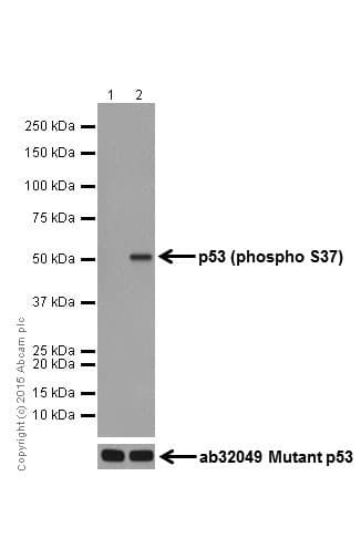P53 Phospho S37 Antibody Epr17353 Ab182164  Western Blot Img519