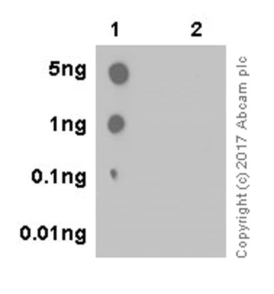 Anti-Bmi1 (phospho T275) antibody [EPR19848](AB213723)