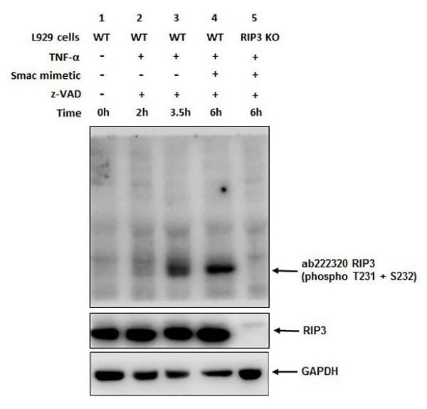 Rip3 Phospho T231 S232 Antibody Epr19403 52 Bsa And Azide Free Ab240399  Western Blot Img184793