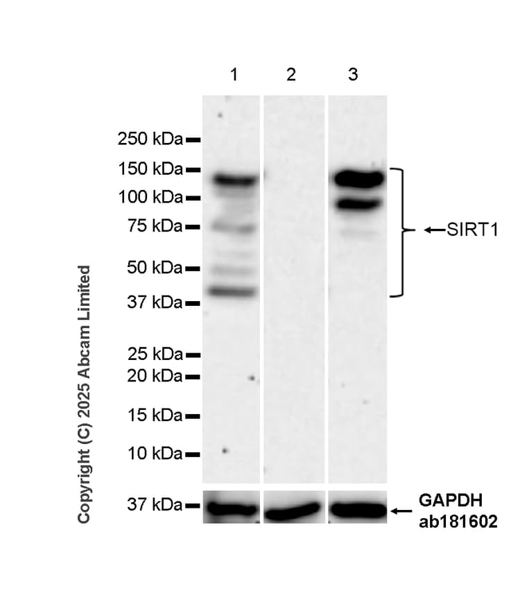 Anti-SIRT1 antibody [19A7AB4](AB110304)