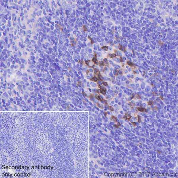 Anti-PD1 antibody [EPR20665](AB214421)