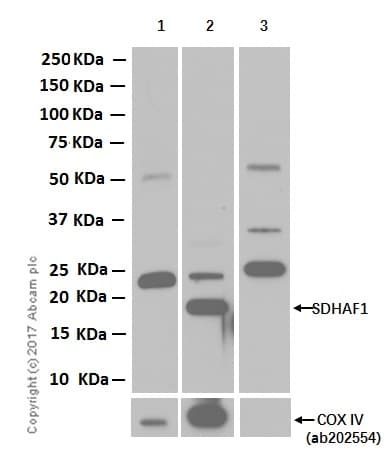 Sdhaf1 Antibody Epr13380 Bsa And Azide Free Ab250820  Western Blot Img53274