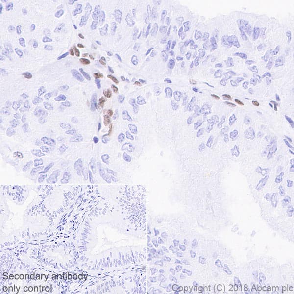 Anti-MEF2C antibody [EPR19089-202] - BSA and Azide free(AB231859)