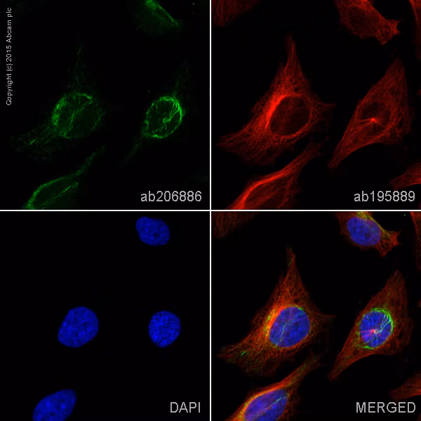 Alexa Fluor 488 Vegfa Antibody Ep1176y Ab206886 Immunocytochemistry Immunofluorescence Img95486