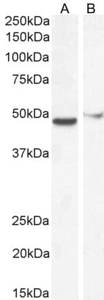 Foxg1 Antibody Ab3394  Western Blot Img418919