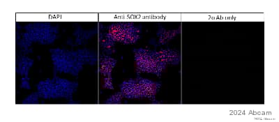 Anti-SOX2 antibody [EPR3131](AB92494)