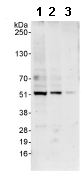 Ptrf Antibody Ab76919  Western Blot Img30227