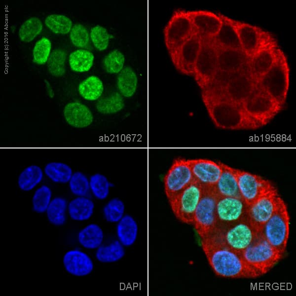 Alexa Fluor® 555 Anti-GATA3 antibody [EPR16651](AB210672)