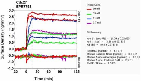 Anti-Cdc27 antibody [EPR7798] - BSA and Azide free(AB248290)