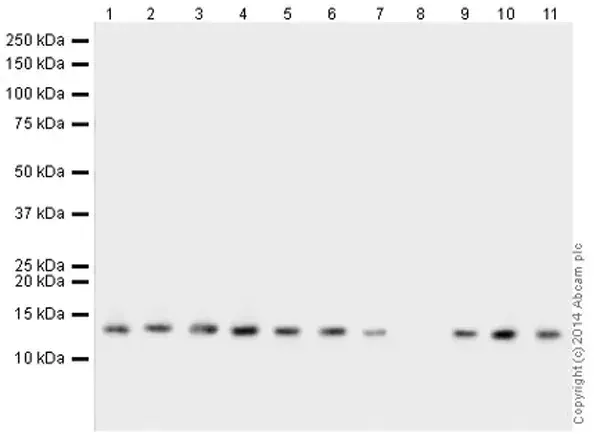 Human Histone H3 (di methyl K9) peptide(AB1772)